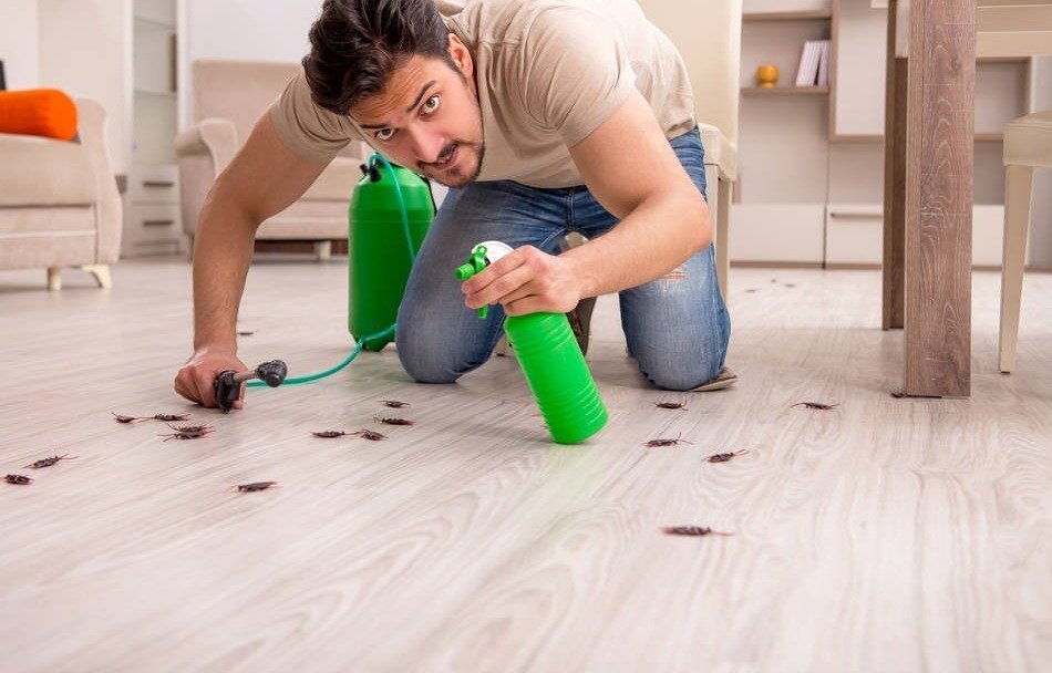 The Real Dangers of DIY Pest Control (And When to Call a Pro) - Blue ...